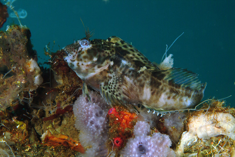 Hypleurochilus bananensis (Poll, 1959)